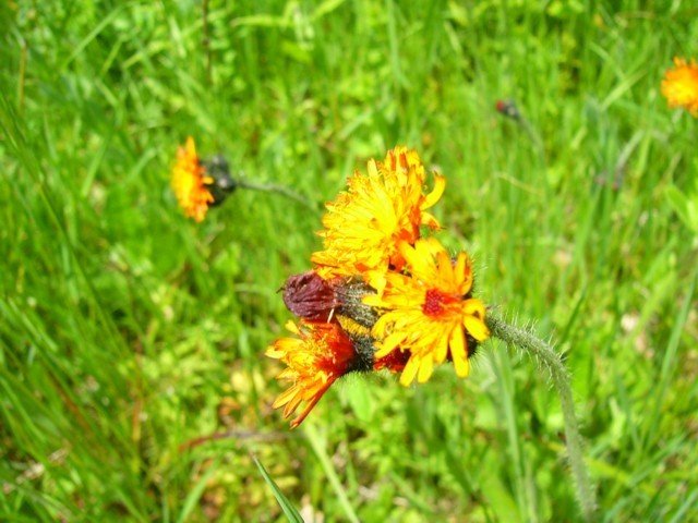 040620_06boga_szeglet