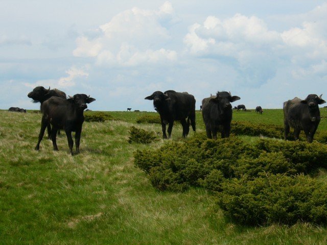040620_11boga_szeglet