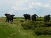 040620_11boga_szeglet