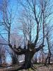 050320_04tatar