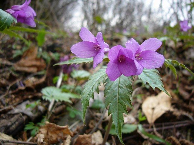 070401_04tatar