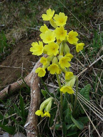 070401_15tatar