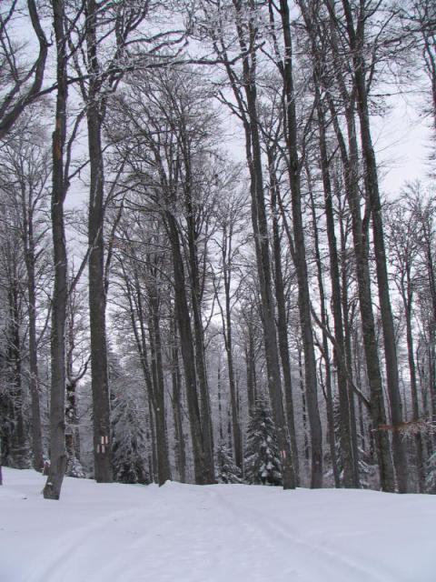 130208_szarko56