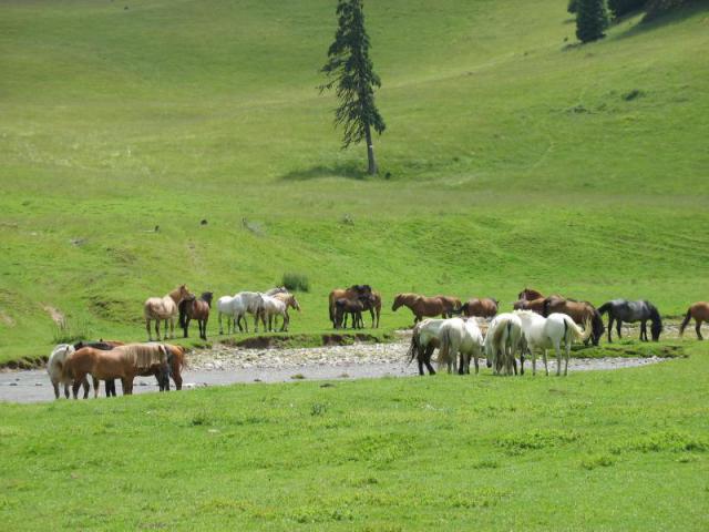 Ponor-réti lovak